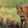 Tigres mataron a cuatro personas en India