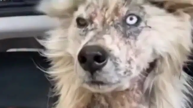 Así encontraron a Tsunami: El perro que nos robó el corazón