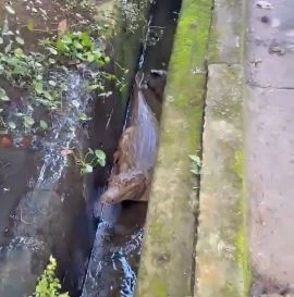 Rescataron al caimán en El Hatillo: Mide metro y medio y ya está en resguardo