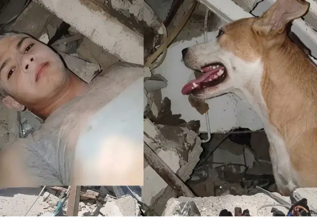 Instinto de protección animal en situaciones difíciles: Este perrito no se separó del niño atrapado entre los escombros, lo lamió toda la noche para que no se desmayara "No me dejó solo"