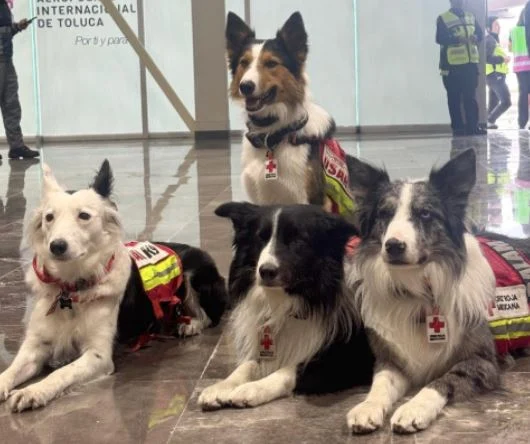 Conozca los héroes en cuatro patas que salvan vidas en Venezuela tras los terremotos